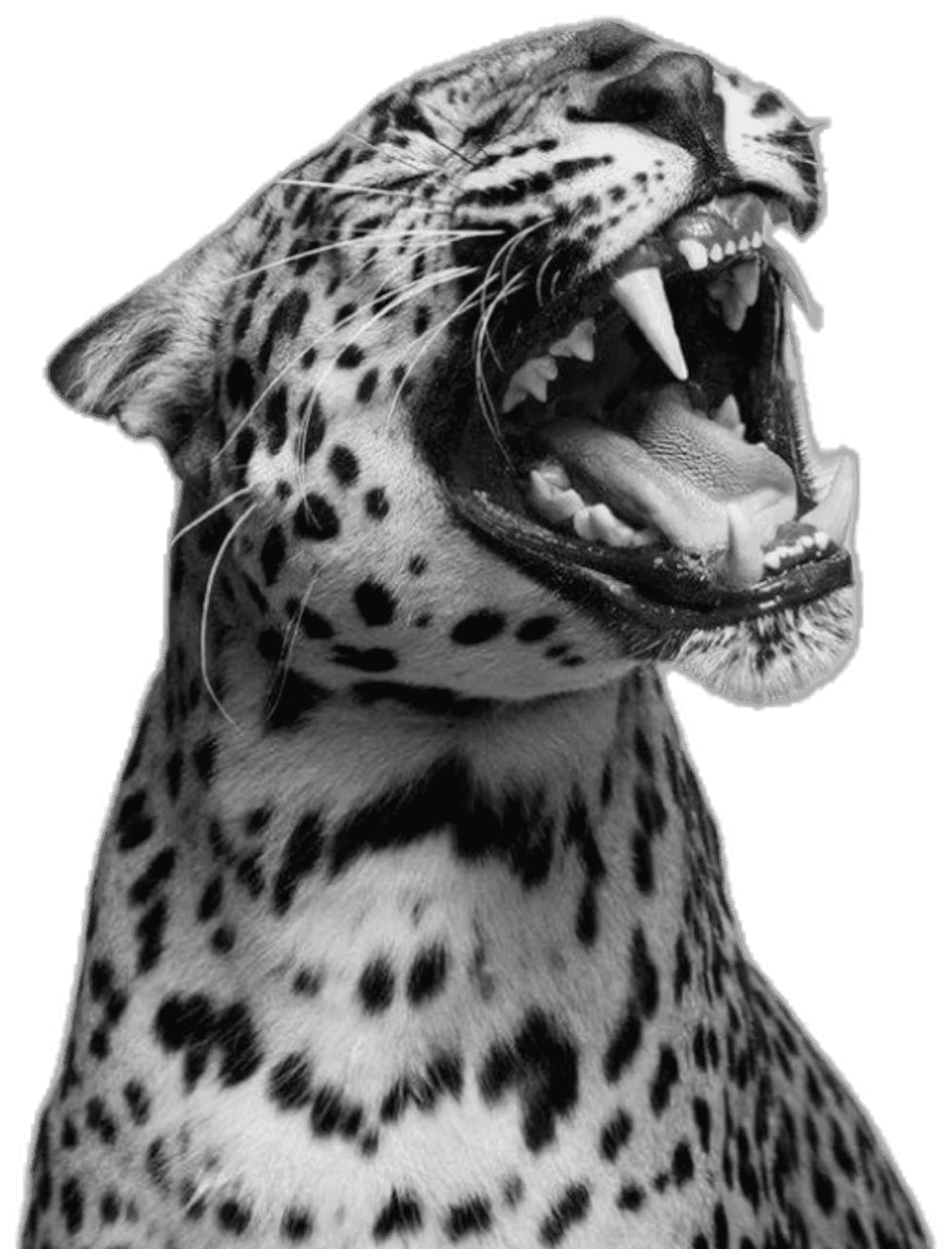 Leopardo